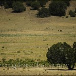 Lone tree on the prairie