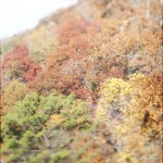 Fall foliage in Gatlinburg, the Smokey Mountains