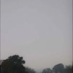 Cows in a foggy field