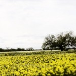 Lone tree in a field of yellow flowers