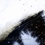 Rockies in April are full of ice