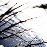 Ducks swimming in an icy lake